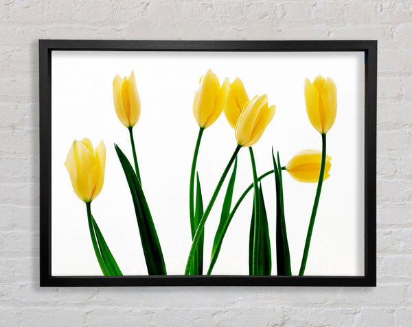 Yellow Tulip March