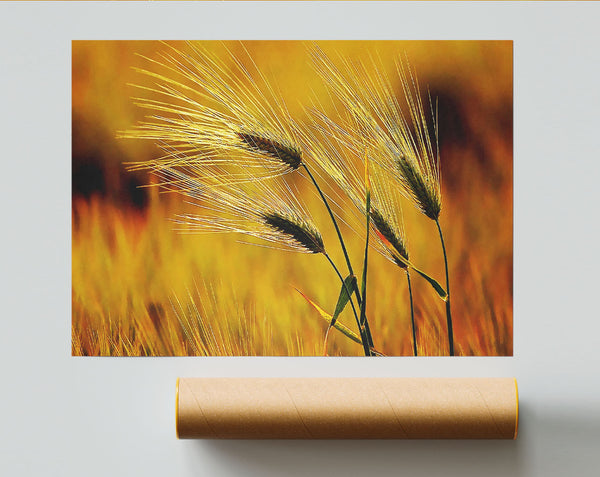 Wheat In The Golden Sunlight