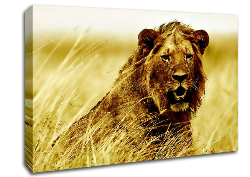 Lion Watching Out For Dinner Canvas Wall Art