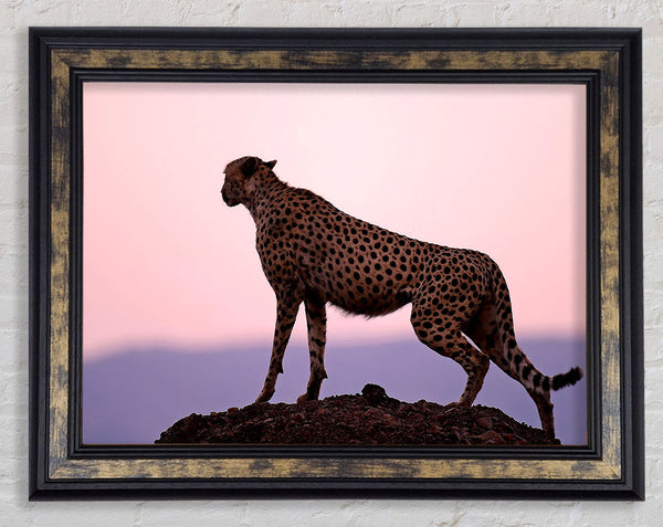 Cheetah Habitat