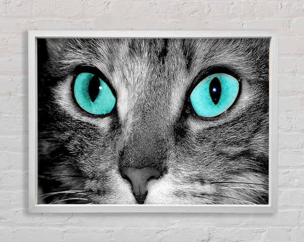 Close Up Of A Grey Tabby Cat Face