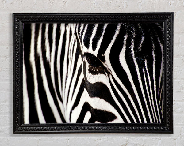 Close-up Face Zebra