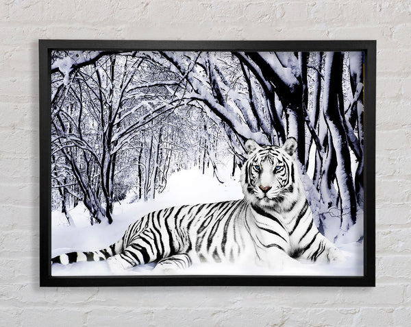 White Tiger In The Snow
