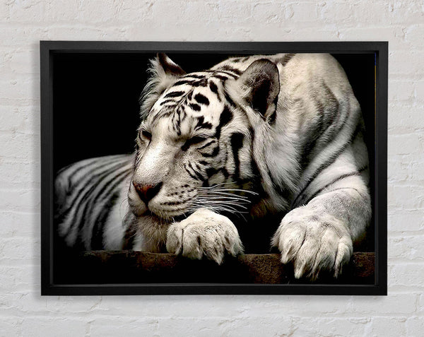 White Tiger Rest