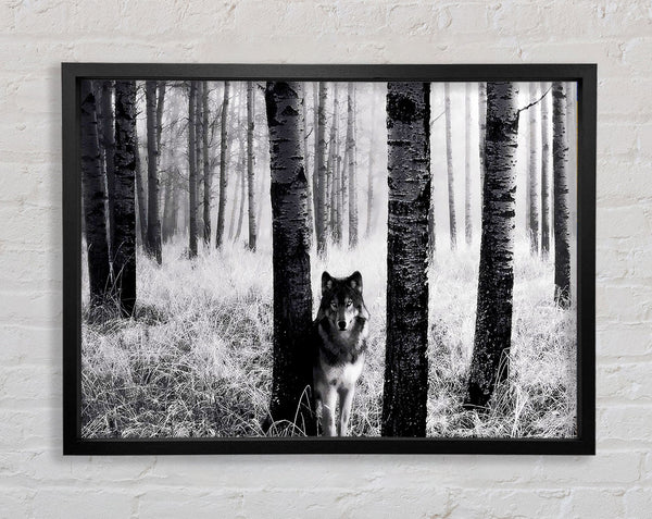 Wolf In The Forest