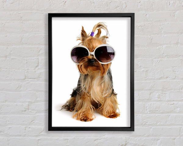 Yorkshire Terrier Dog Glamour