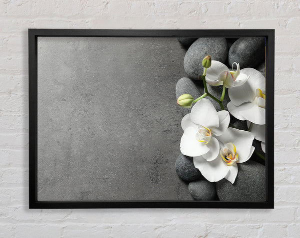 White Orchid on grey pebbles