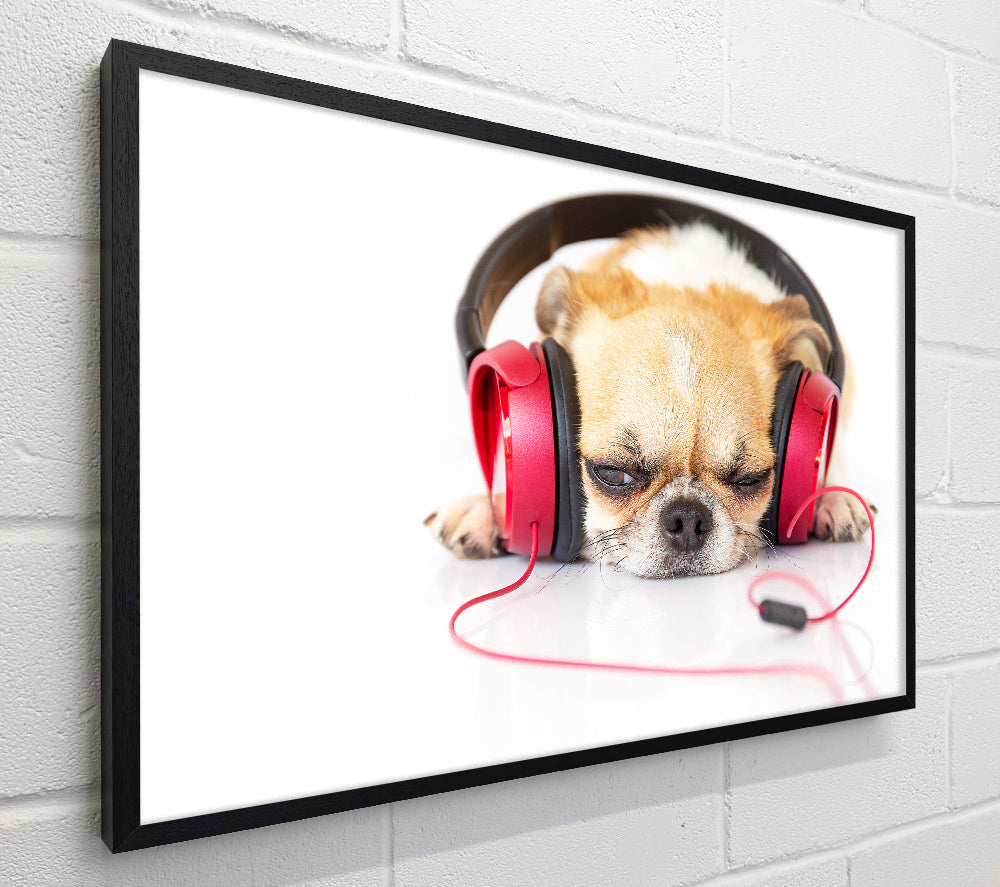 Calming Music Dog Enjoying Music Album Calming Music For Dogs Dog