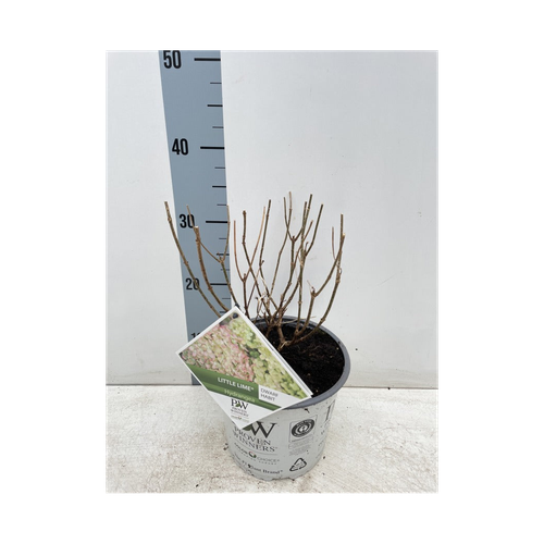 Hydrangea paniculata 'Little Lime' 3L