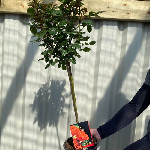 Patio Standard Rose 'Orange' 70-80cm