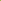 Lime Palm Tree