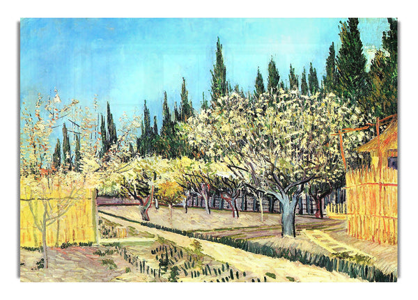 Flowering Fruit Garden, Surrounded By Cypress By Van Gogh