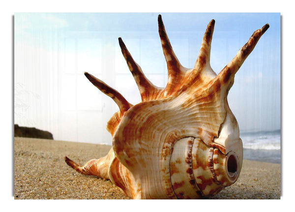 Whelk Shell On The Beach
