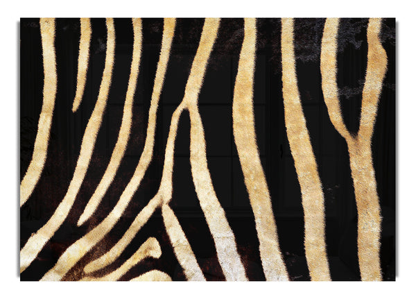Zebra Stripes 1