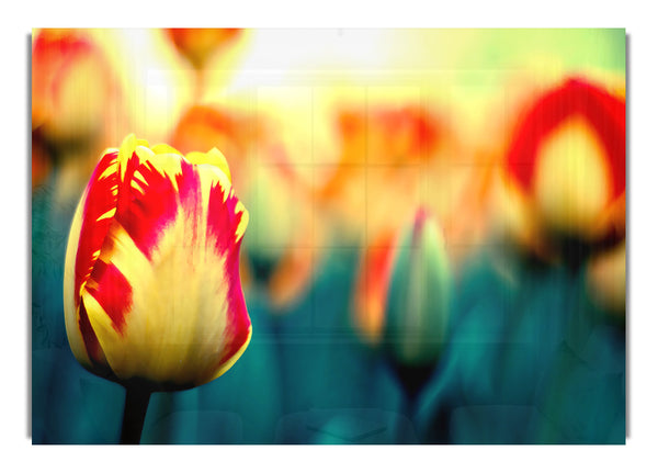 Yellow Red Tulips