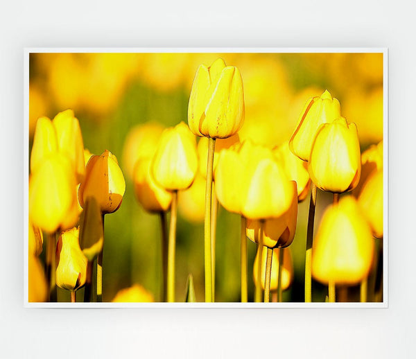 Yellow Tulips In The Garden Print Poster Wall Art