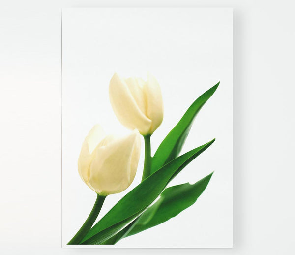 White Tulips Print Poster Wall Art