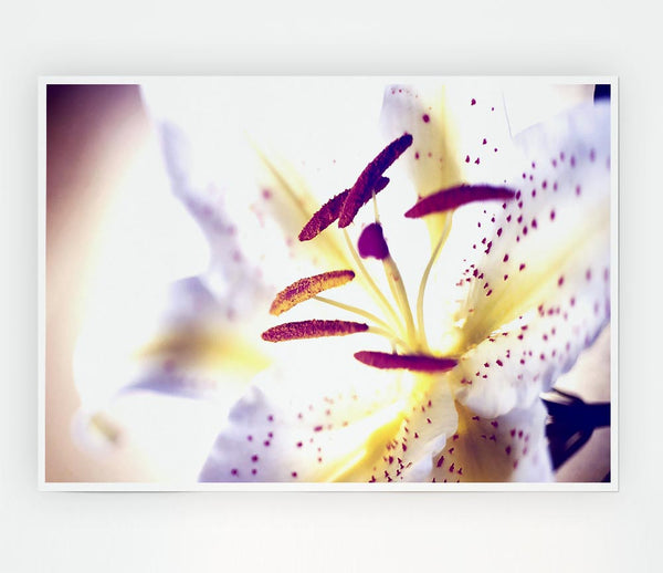 White Tiger Lily Print Poster Wall Art