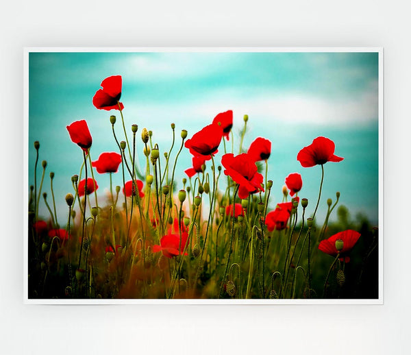 Beautiful Poppy Field Skies Print Poster Wall Art