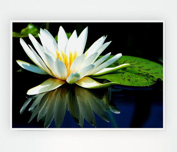 White Water Lily Reflection Print Poster Wall Art