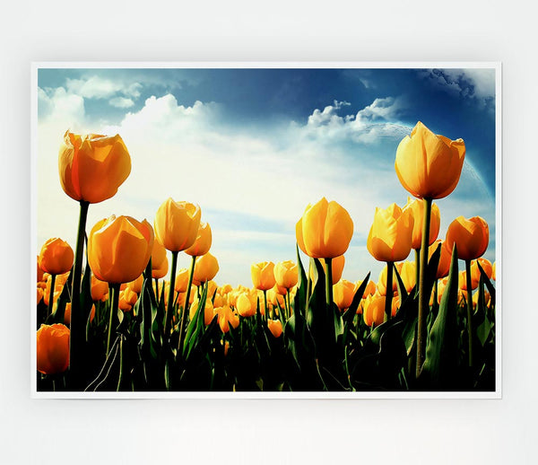 Yellow Tulips In The Cloudy Skies Print Poster Wall Art