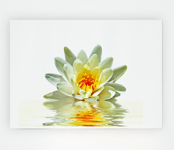 White Water Lily Reflection Petals Print Poster Wall Art