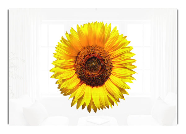Yellow Sunflower Head