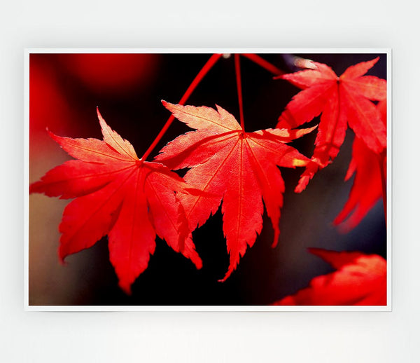 Winter Red Leaves Print Poster Wall Art