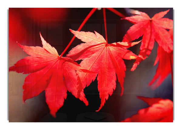 Winter Red Leaves