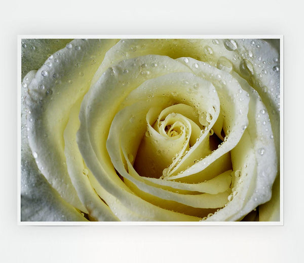 White Rose Petal Dew Print Poster Wall Art