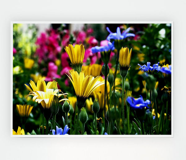 Vail Flowers In Colorado Print Poster Wall Art