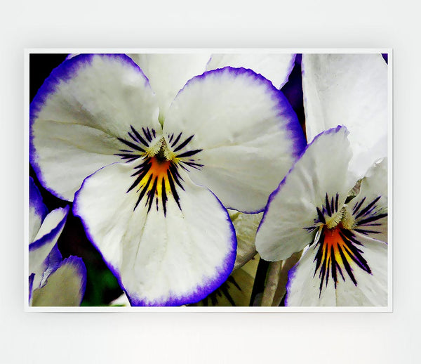 White Purple Petals Print Poster Wall Art