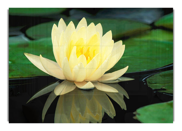 Yellow Water Lily Reflection