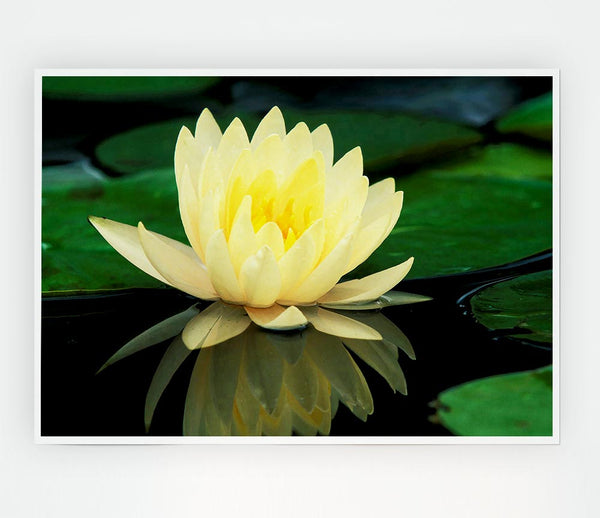 Yellow Water Lily Reflection Print Poster Wall Art