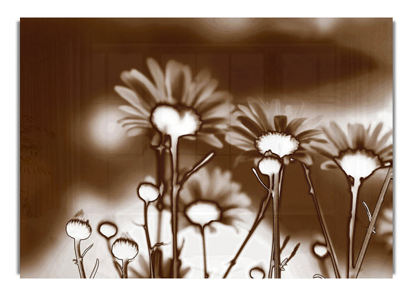 X Ray Daisys Brown
