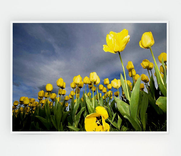 Yellow Tulip Field Storm Print Poster Wall Art