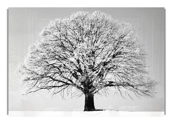 Winter Tree B~w