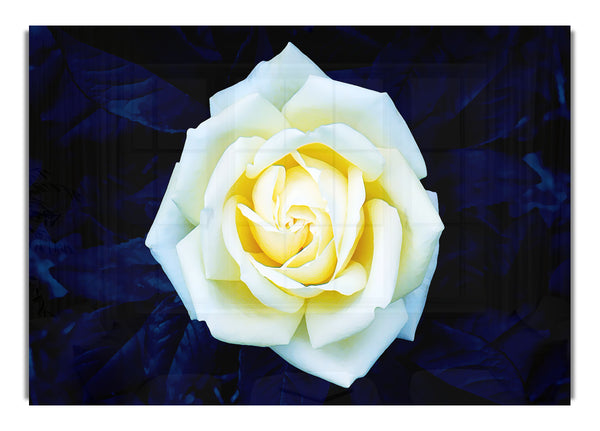 Yellow Rose On Blue Leaves