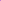 Purple Dew Drop Daisys