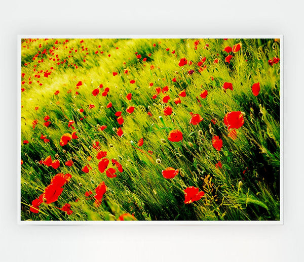 Wild Poppy Field Print Poster Wall Art