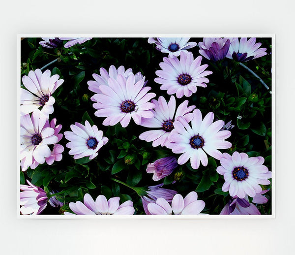 White Pink Baby Daisies Print Poster Wall Art