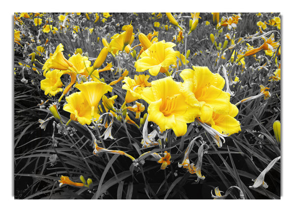 Yellow Trumpet Flowers On B~w