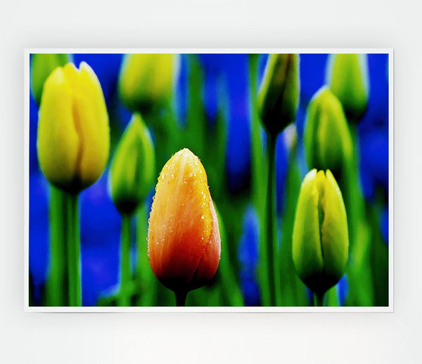 Yellow Tulips In A Blue Field Print Poster Wall Art