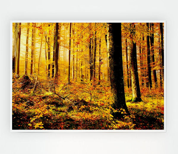 German Forest In Autumn Print Poster Wall Art