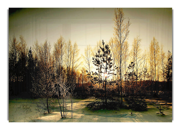Trees Shadow Winter