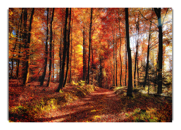 Fall Forest Path