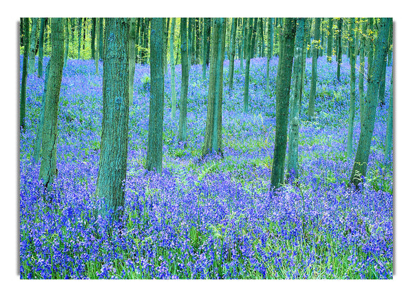 Bluebells In The Forest