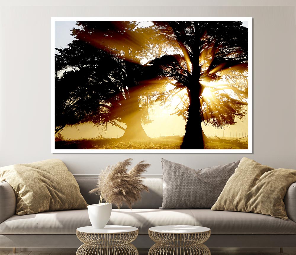 Trees With Sunlight Print Poster Wall Art