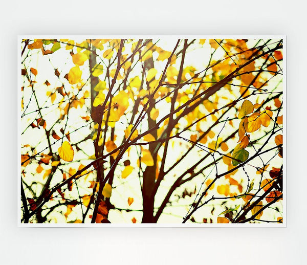 Light In The Forest Print Poster Wall Art