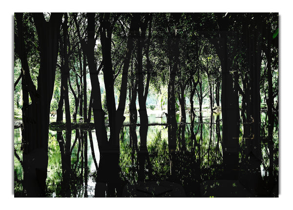 Swamp Forest